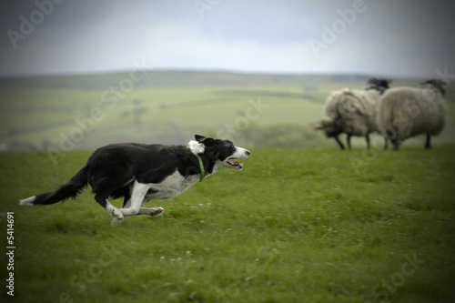 Sheepdog Working Sheep