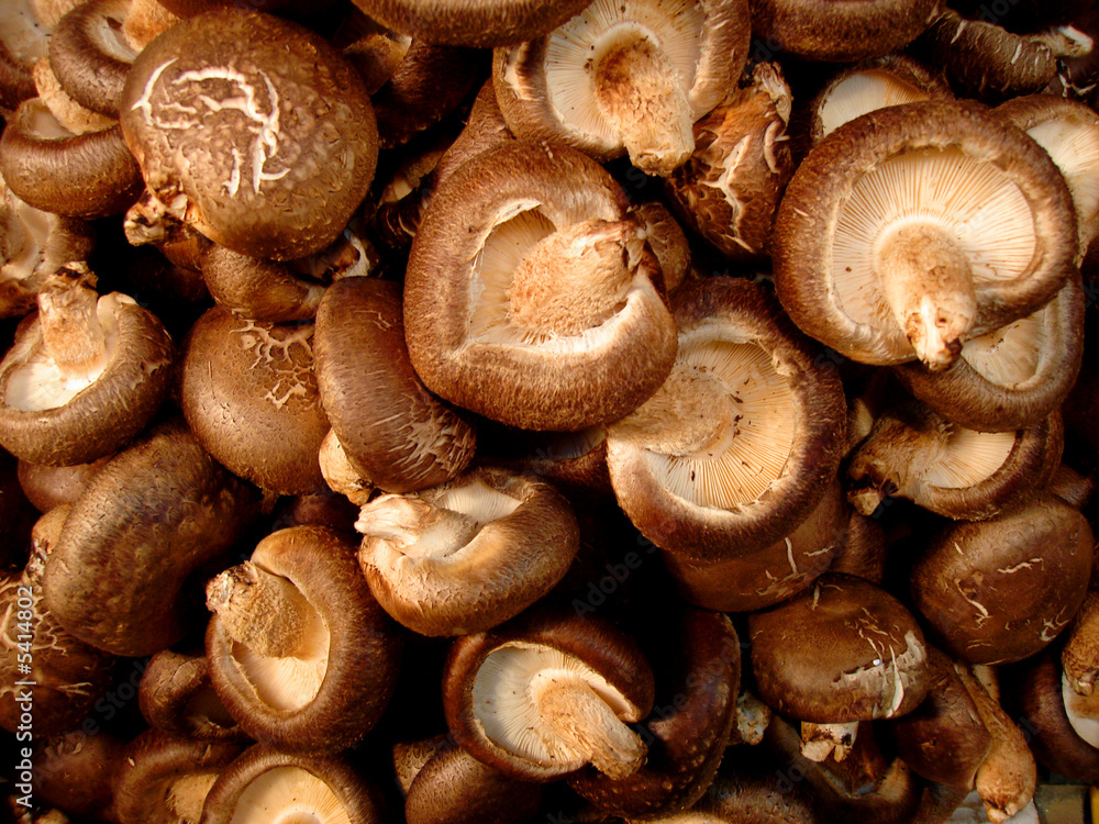 petits champignons petits champignons
