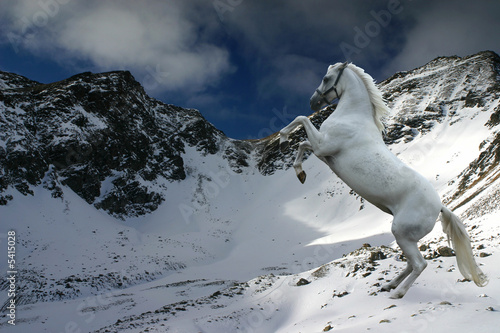 фотографія Winter horse