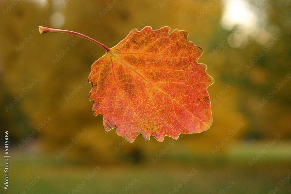 Obraz premium Herbstliches Blatt