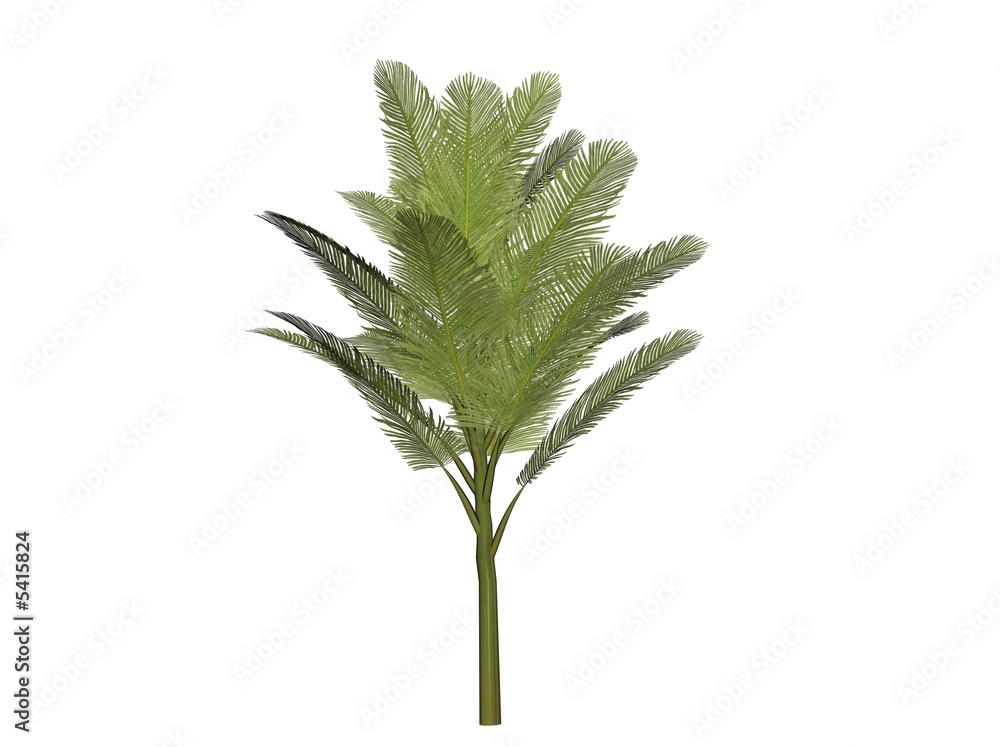 Illustration of a palm bush (raytraced image) Illustration of a palm bush (raytraced image)