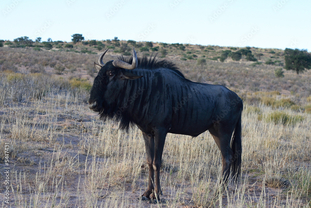 A Blue Wildebeest or Gnu (Connochaetes taurinus)