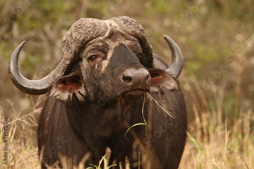 Cape Buffalo (Syncerus caffer) photo