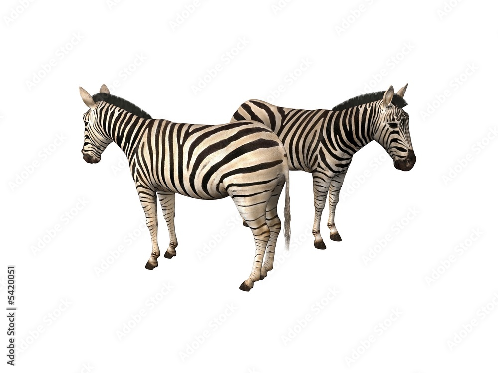 Obraz premium Zèbres