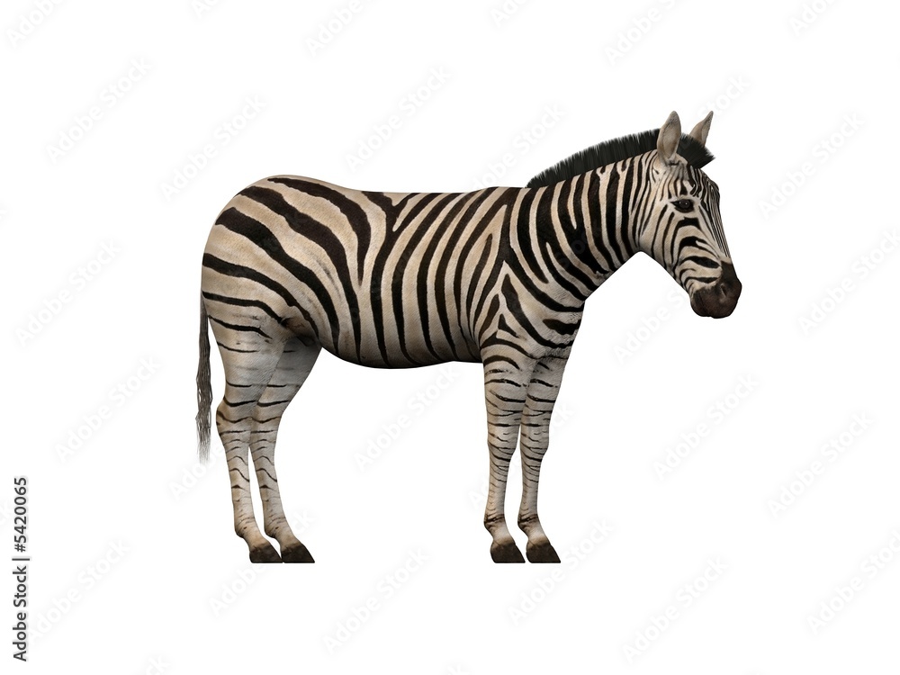 Obraz premium Zebra 