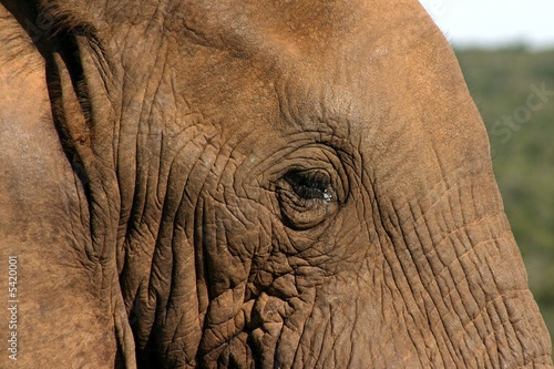 Elephant (loxodonta africana) Close-up