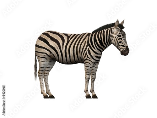 Zebra  © Ericus