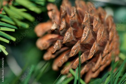 Christmas toy. Wooden Fir Cone