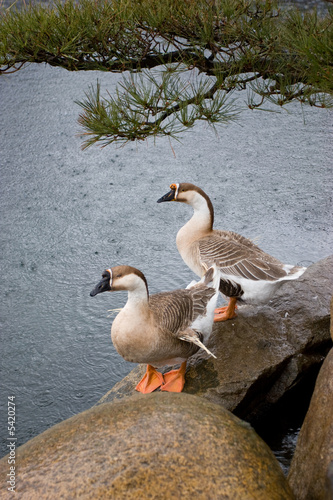 Pair of exotic ducks