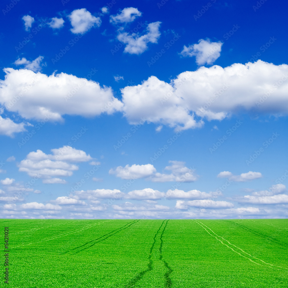 Fototapeta premium The green field and white clouds.