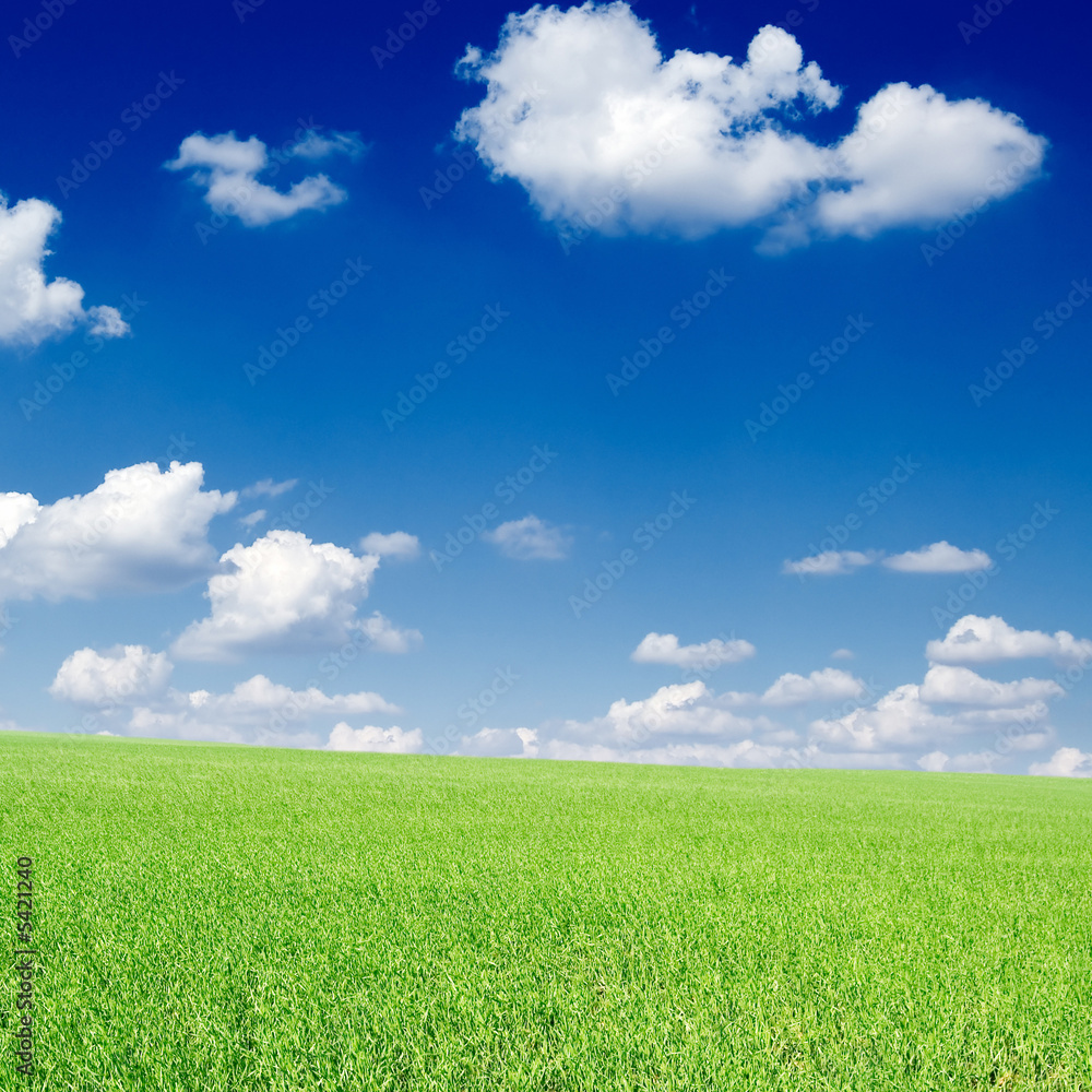 Green field on a background of the blue sky. Green field on a background of the blue sky.