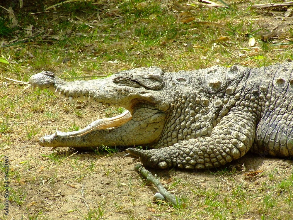 Obraz premium le crocodile.