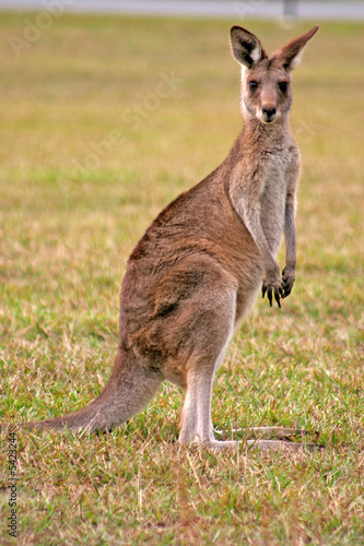 Kangaroo..