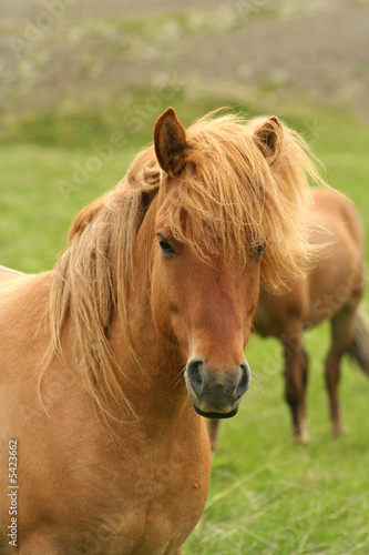 Iceland horse © tracker