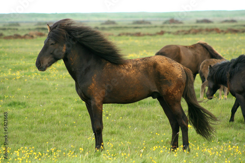 Iceland horse