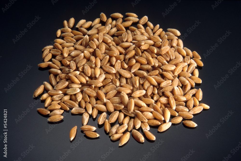 Obraz premium semi di grano