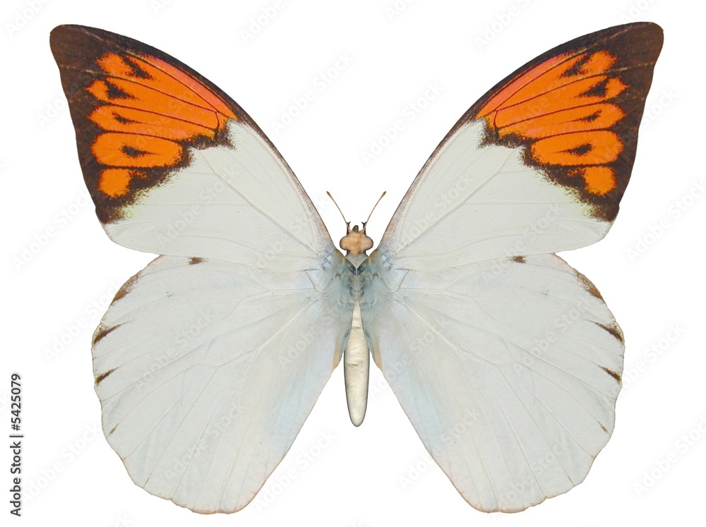 Fototapeta premium Illustration of a butterfly, Great Orange Tip, ray-traced image