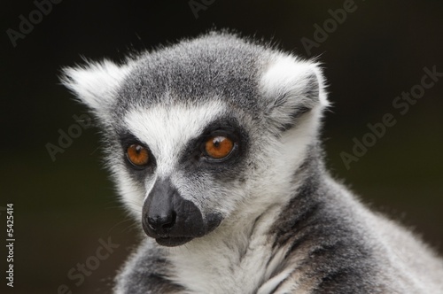 Ring-tailed lemur - Lemur catta
