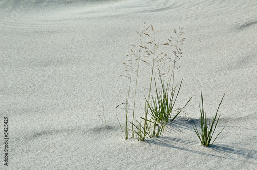 Blade growing in sand