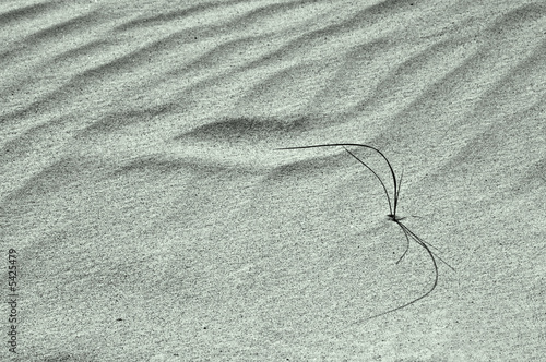 Obraz na plátně Blade growing in sand