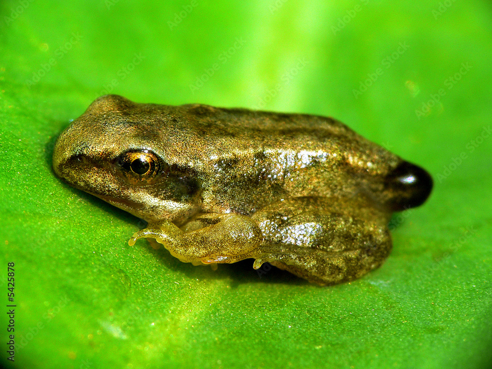 Obraz premium Grasfrosch_09