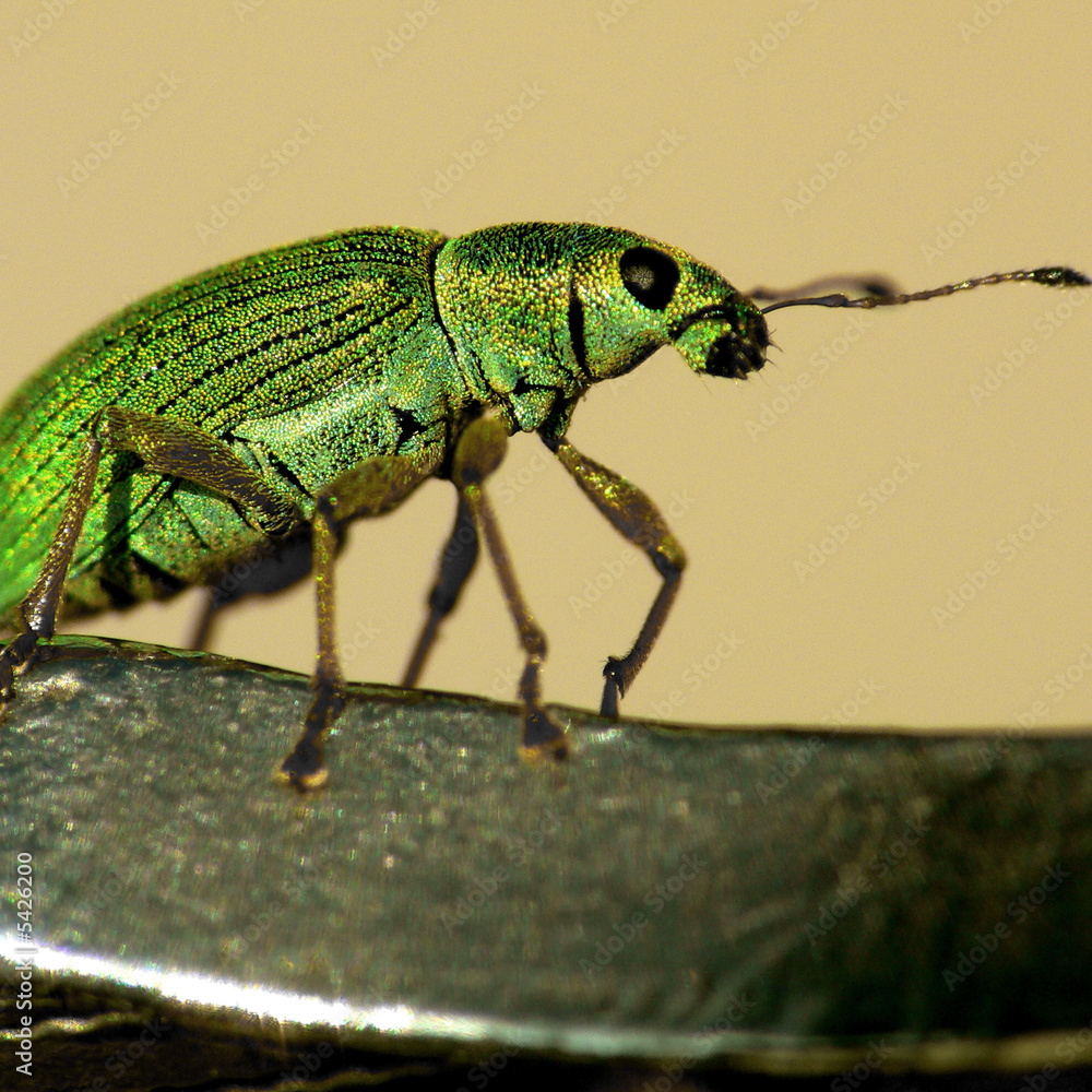 Naklejka premium Grünrüssler_01