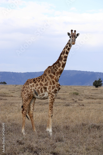 Masai or Kilimanjaro Giraffe  © snaptitude