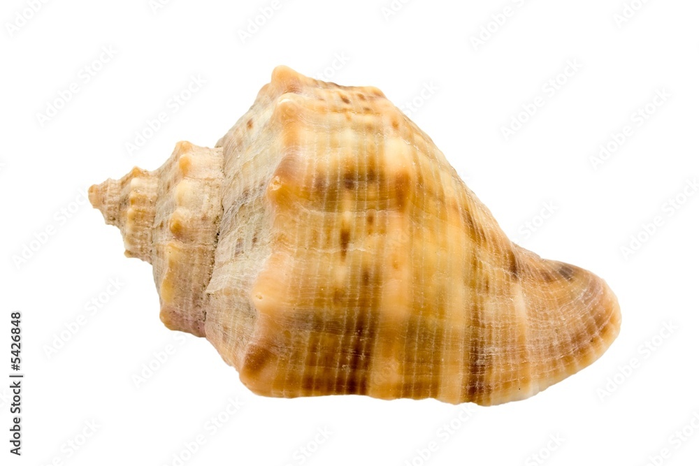 Murex snail shell isolated on white background Murex snail shell isolated on white background