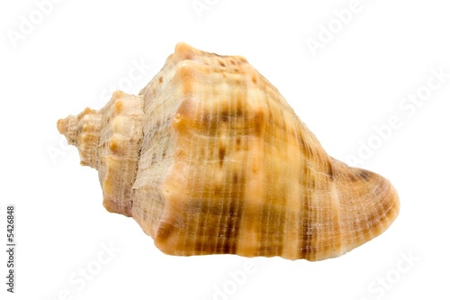 Murex snail shell isolated on white background