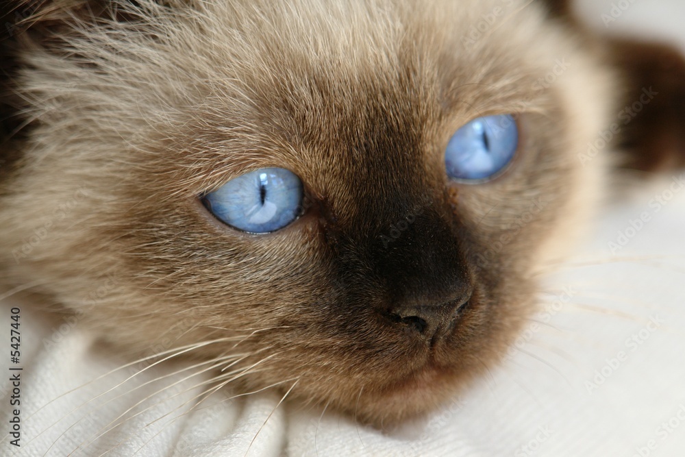 blue eyes blue eyes