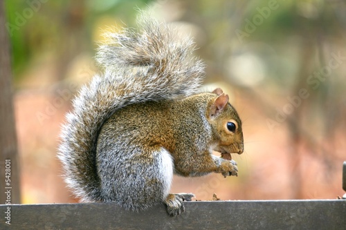 Gray squirrel eating nut
