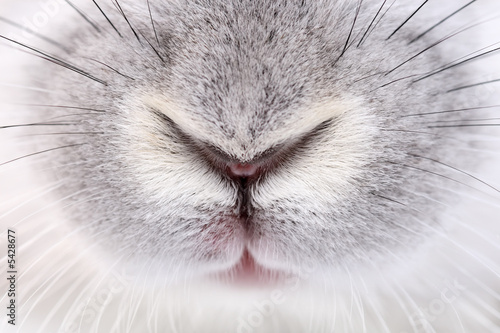 rabbit mouth and nose