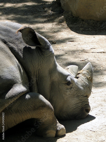 rhinoceros