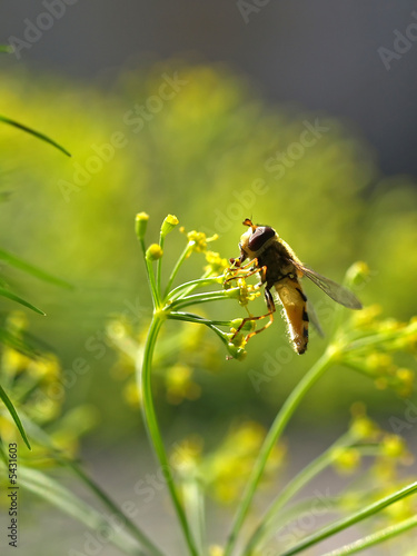 Bee collecting honey on a dill, close-up