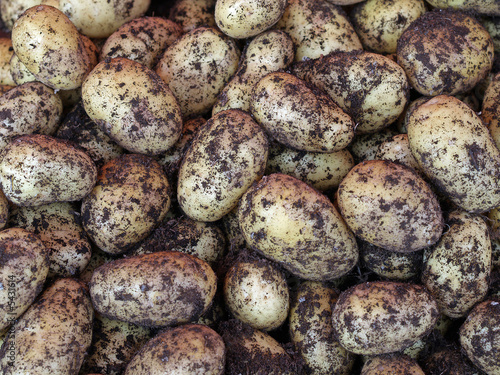Pile of fresh potatoes, close-up