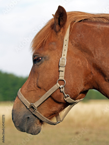 Serious horse, close-up