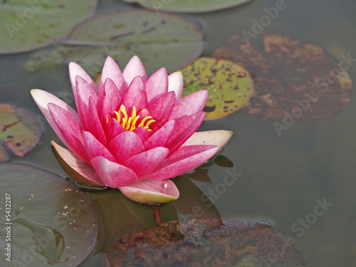 Nymphaea, red water lily, details and reflections