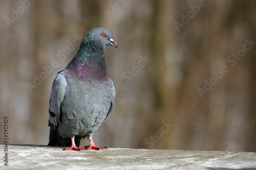 The city pigeon sitting on a concrete parapet