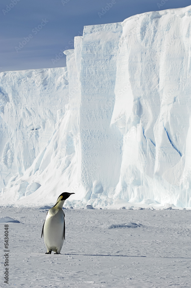 Penguin with iceberg in Antarctica