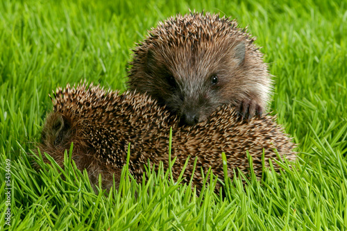 Hedgehogs