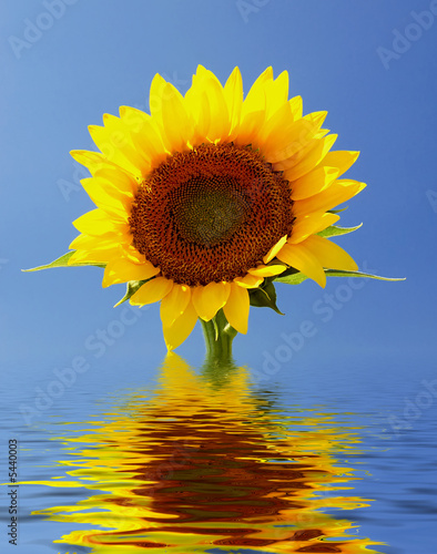 Sunflower reflections