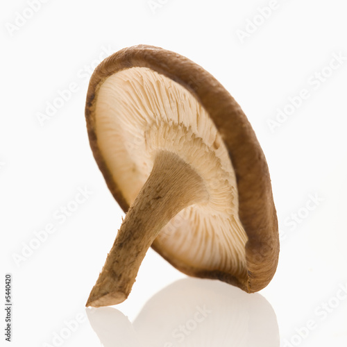 Single shiitake mushroom on white background.