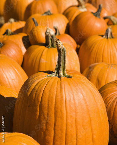 Fall pumpkins at outdoor market.