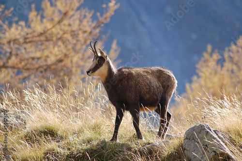 chamois