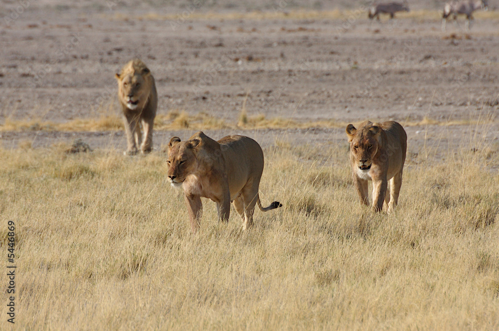 Fototapeta premium Löwen