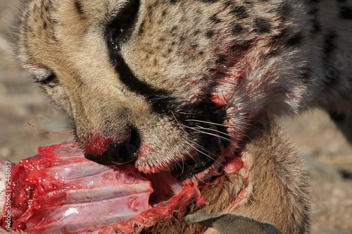 Gepard beim Essen der Beute (Kopf, Nahaufnahme)