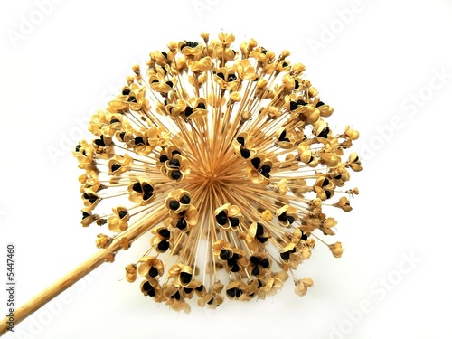 garlic dry bloom