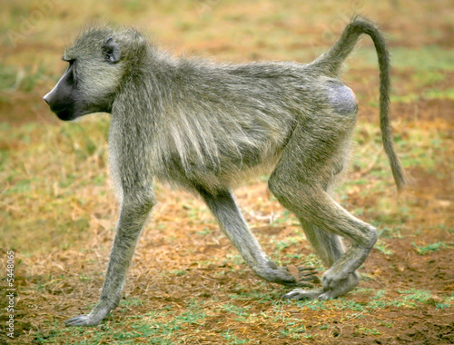 A Baboon