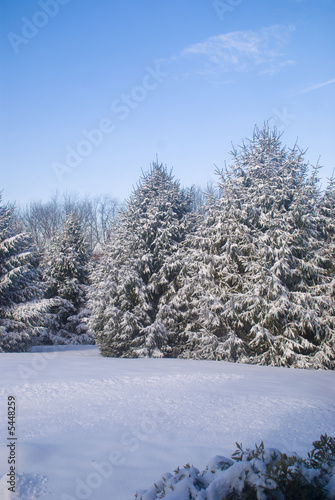 Fallen snow on some pine trees © William Higgins