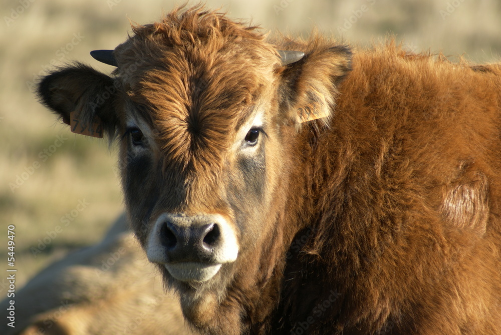 Veau Aubrac